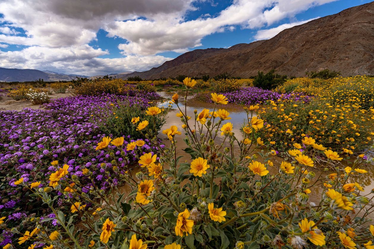 Wildflowers at Anza-Borrego Desert State Park in 2023. Photo from California State Parks.